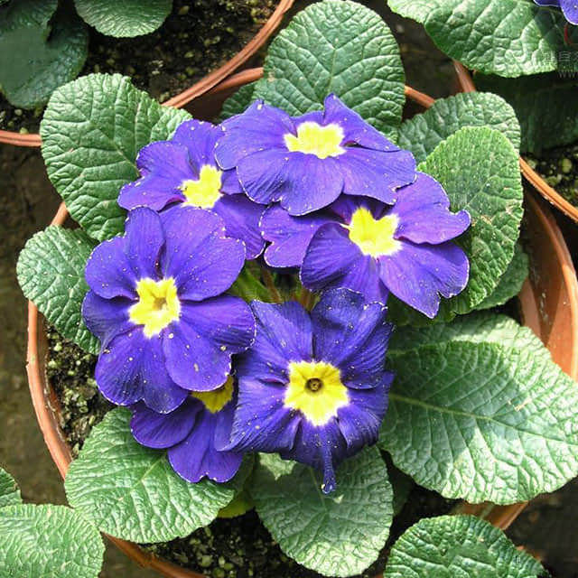 Primula vulgaris