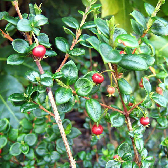 Ugni molinae