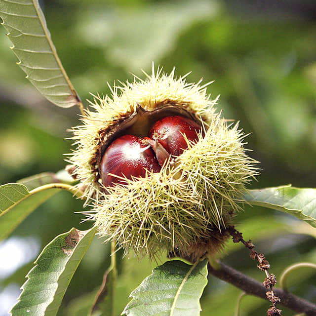 Castanea sativa