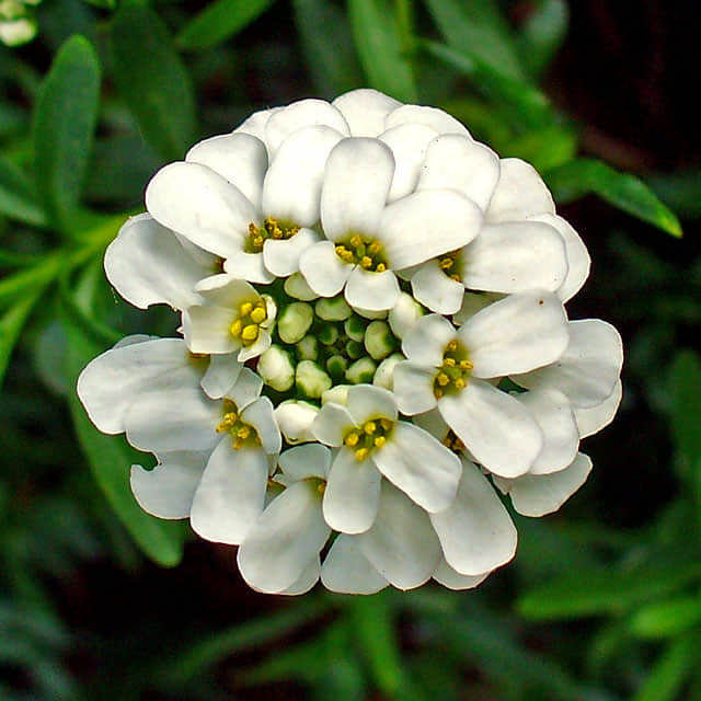 Iberis sempervirens