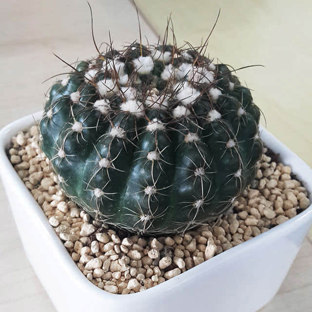 Gymnocalycium baldianum