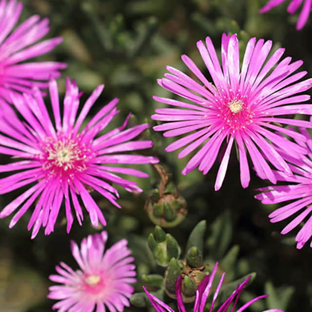 Delosperma cooperi
