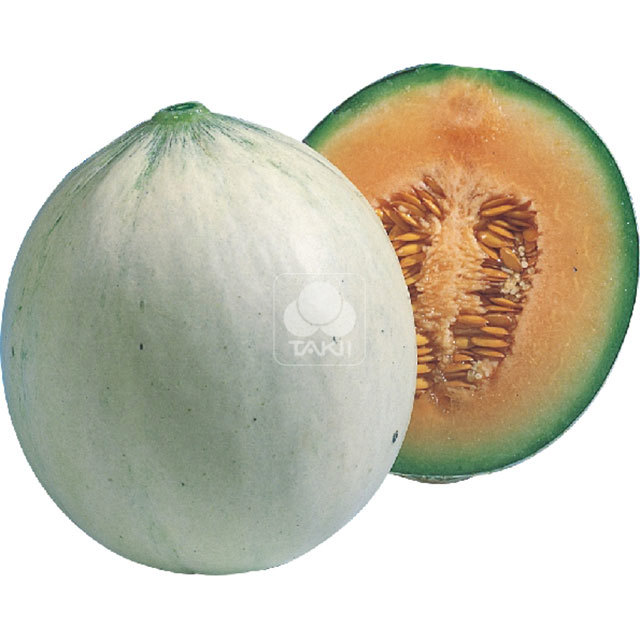 Cucumis melo Summer Dream F1