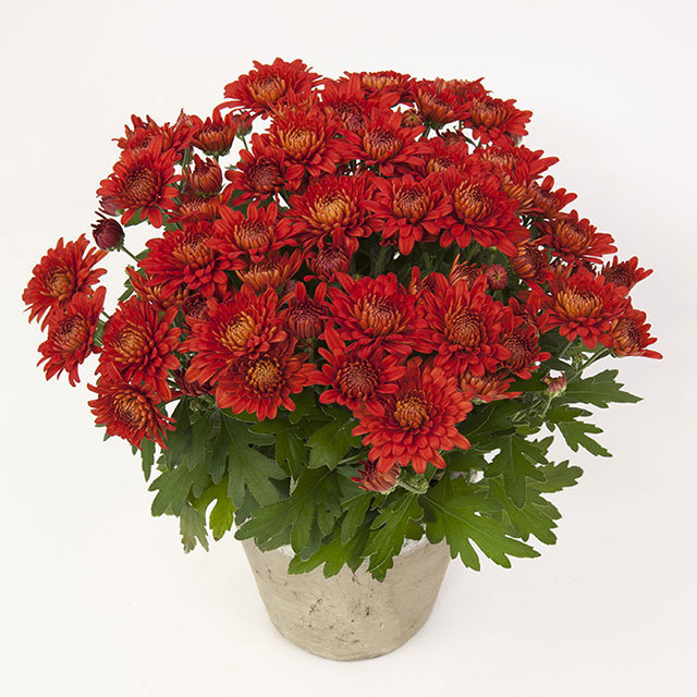 Chrysanthemum Rocha Red Fine Webbing