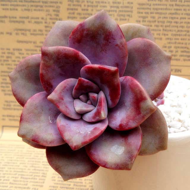Graptopetalum Snow White Sudden Leaf Drop