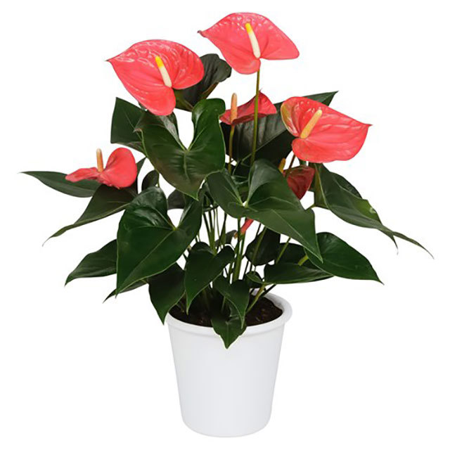 Anthurium andraeanum Maine Brown Leaf Tips