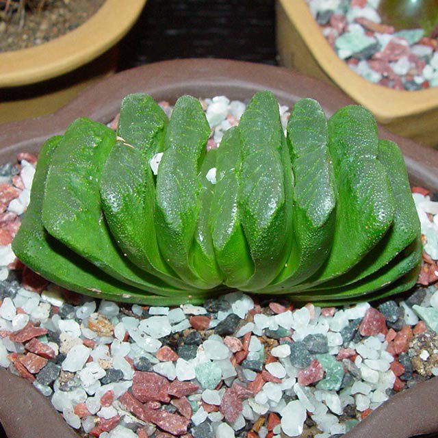 Haworthia truncata Macchie bianche cotonose