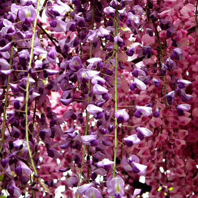 Wisteria floribunda