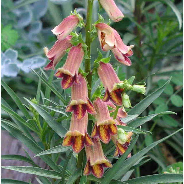 Digitalis obscura Leggy Stems