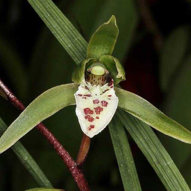 Cymbidium qiubeiense