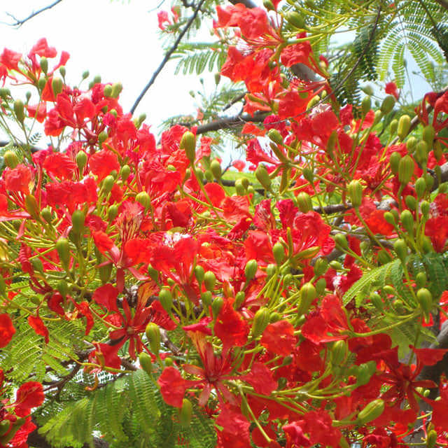 Delonix regia