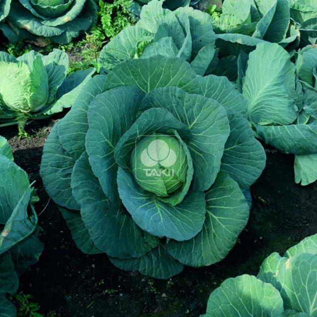 White Cabbage Cheer F1 Brown Leaf Tips