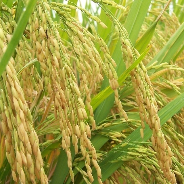 Oryza sativa