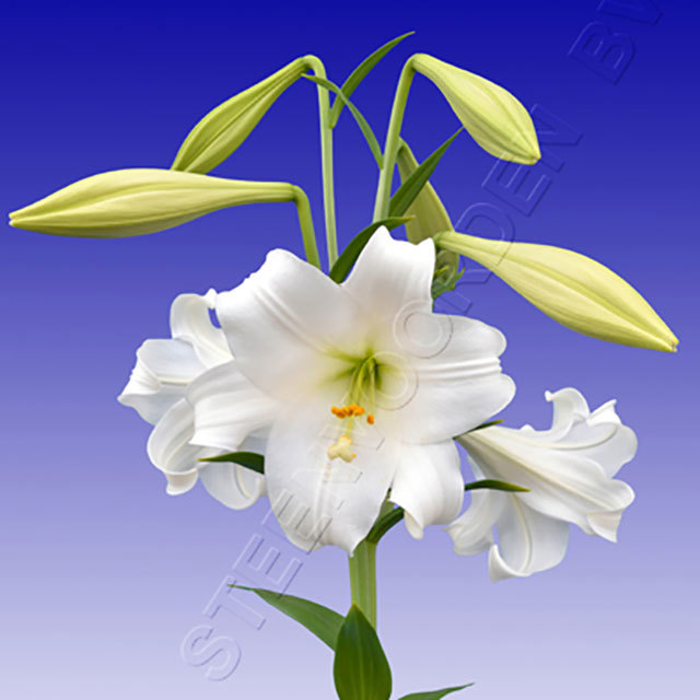 Lilium hybride White Fox Fine Webbing
