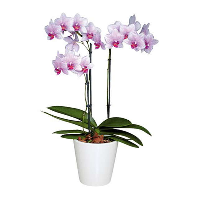 Phalaenopsis Rotterdam