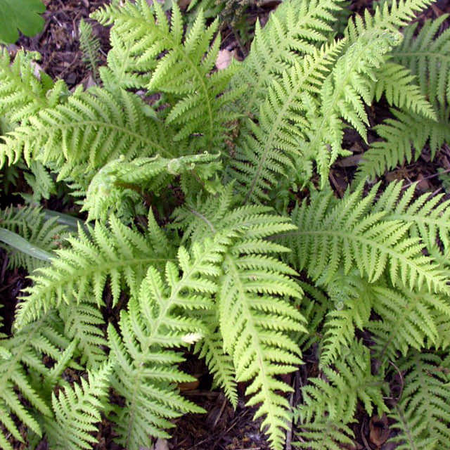 Thelypteris decursive-pinnata