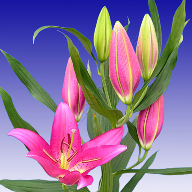 Lilium Oriental Tesoro Fine Webbing