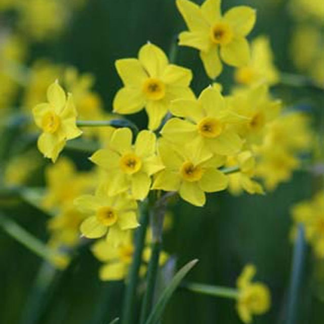 Narcissus Baby Boomer