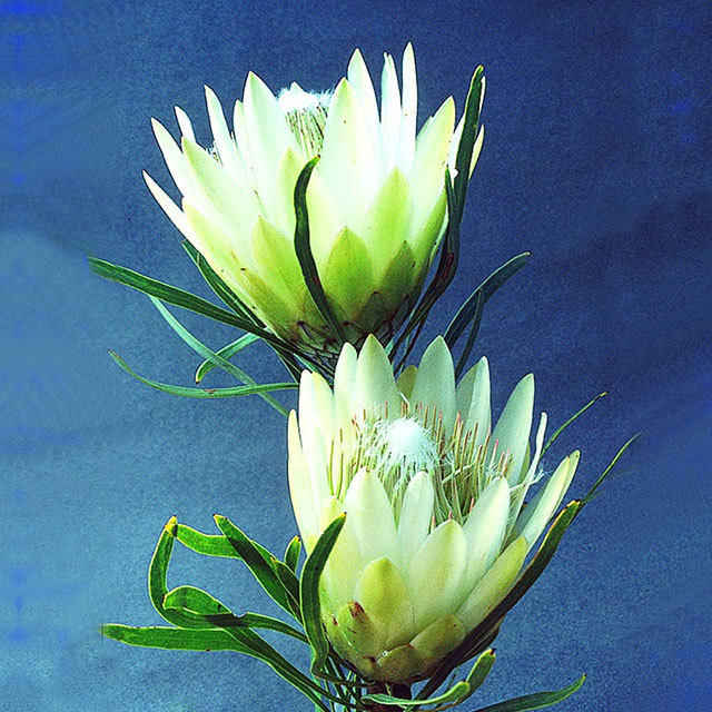 Protea repens White