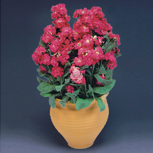 Matthiola incana Cinderella Red