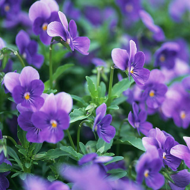 Matthiola incana Cinderella Purple