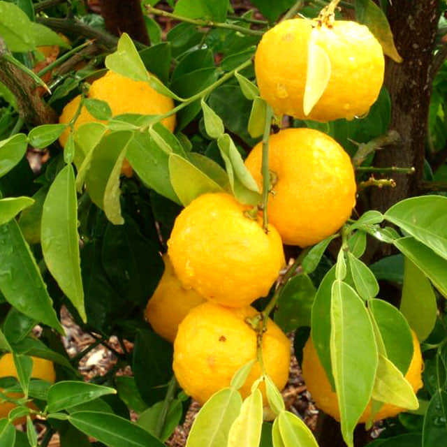 Citrus junos