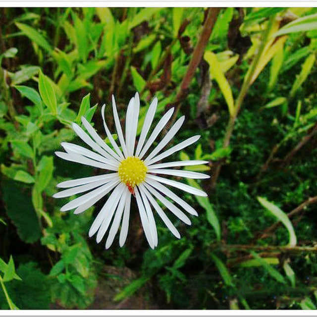 Boltonia asteroides