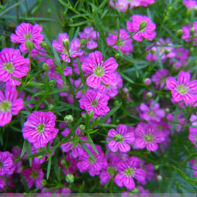 Gypsophila muralis