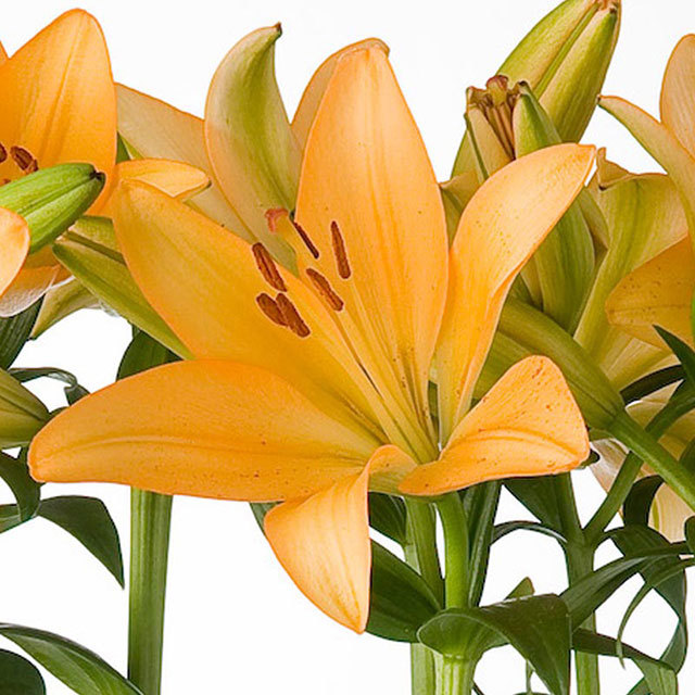 Lilium Trinity White Cottony Spots