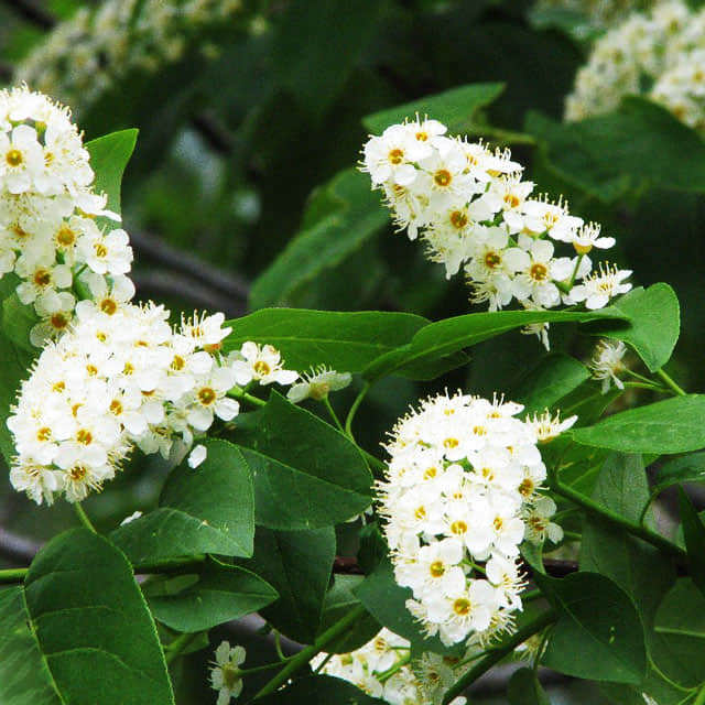 Prunus padus