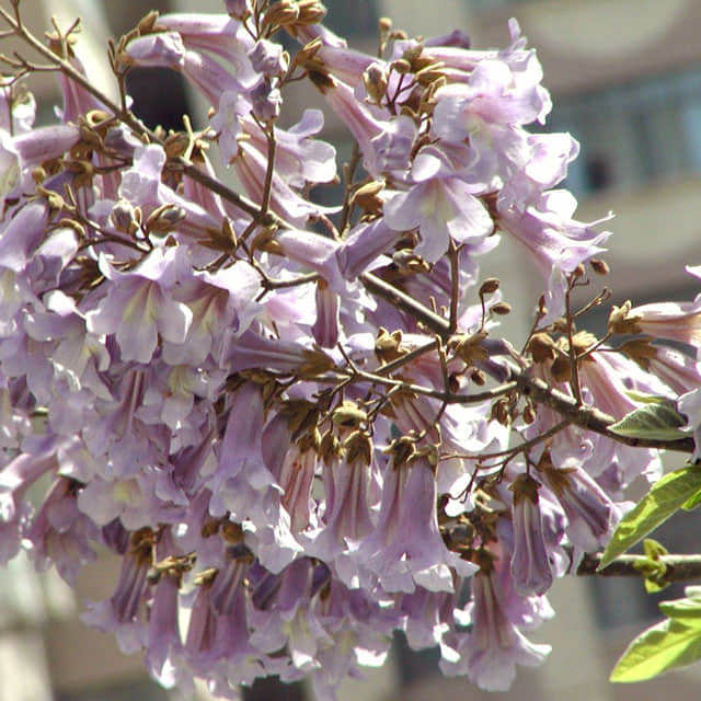 Paulownia tomentosa