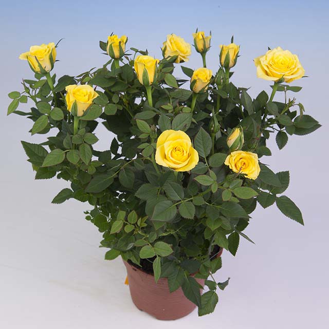 Mini Rose Sunny Star Leggy Stems