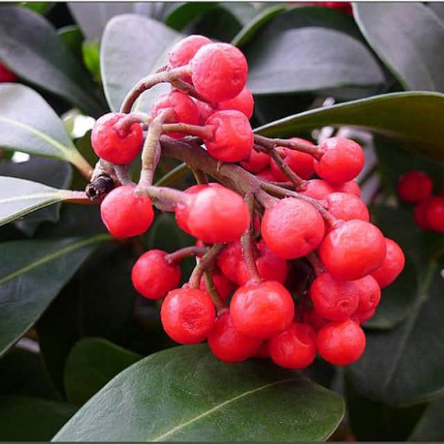 Skimmia reevesiana