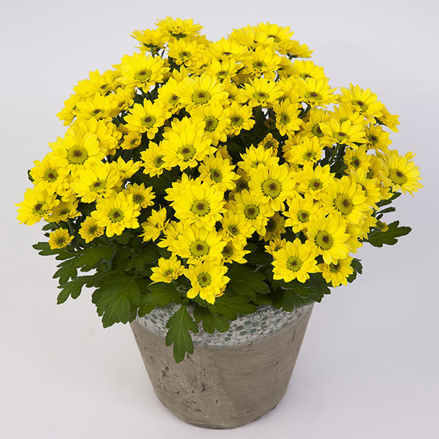 Chrysanthemum Pico Tropico Fine Webbing