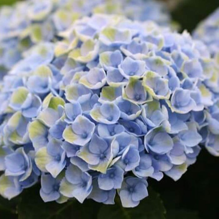 Hydrangea macrophylla Magical Revolution Drooping Leaves