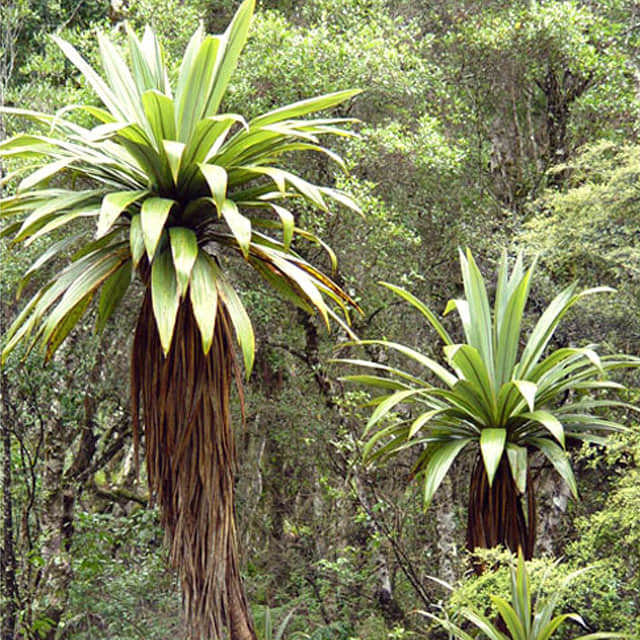 Cordyline indivisa