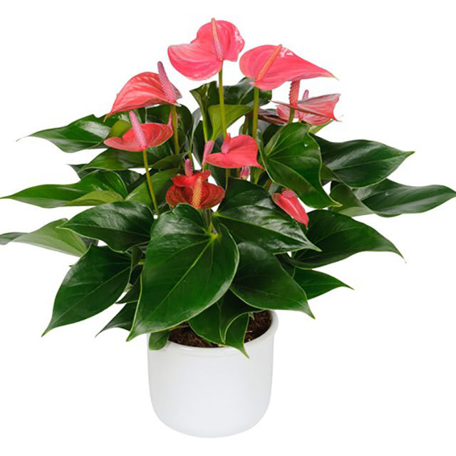 Anthurium andraeanum Davaux Foglie appiccicose