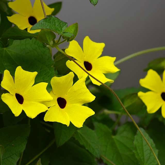 Thunbergia alata