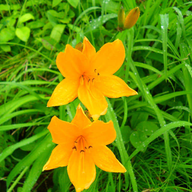 Hemerocallis middendorffii