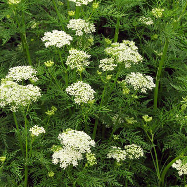 Daucus carota Drooping Leaves