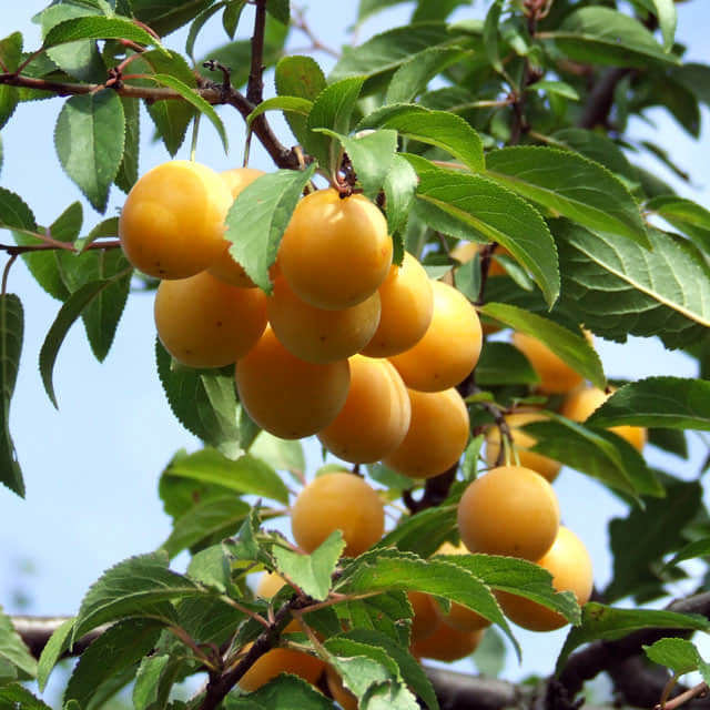 Prunus domestica