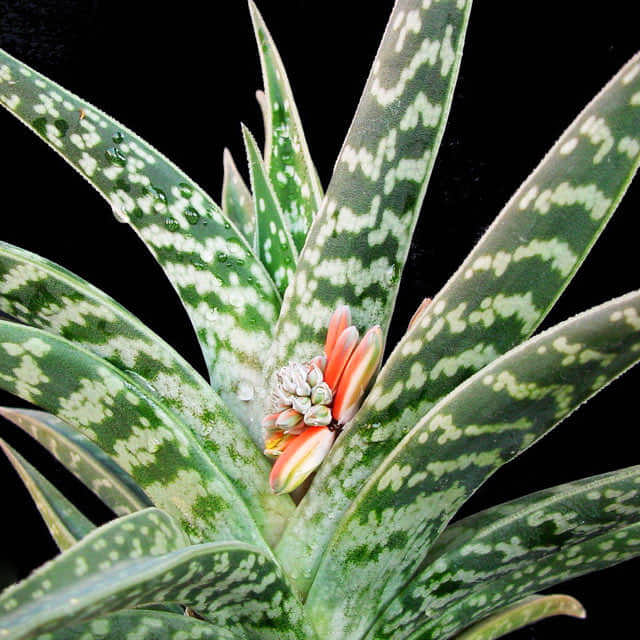 Aloe Variegata Drooping Leaves