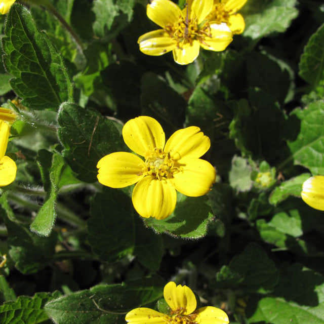 Chrysogonum virginianum
