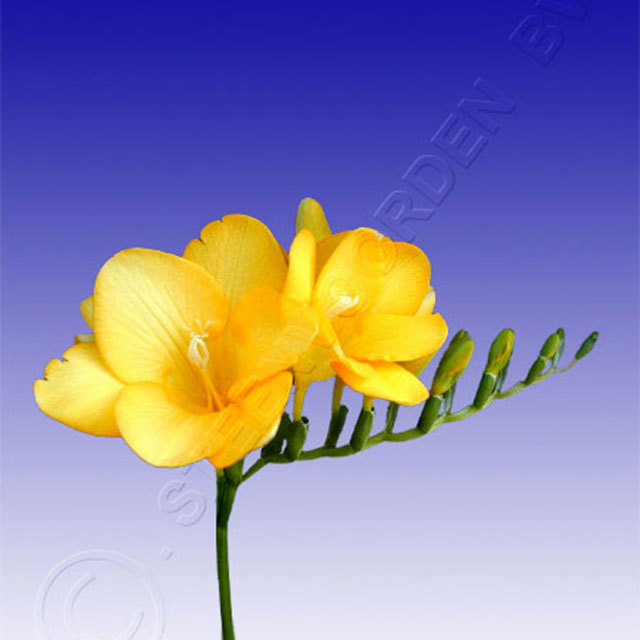 Freesia Texas Tiny Black Flies