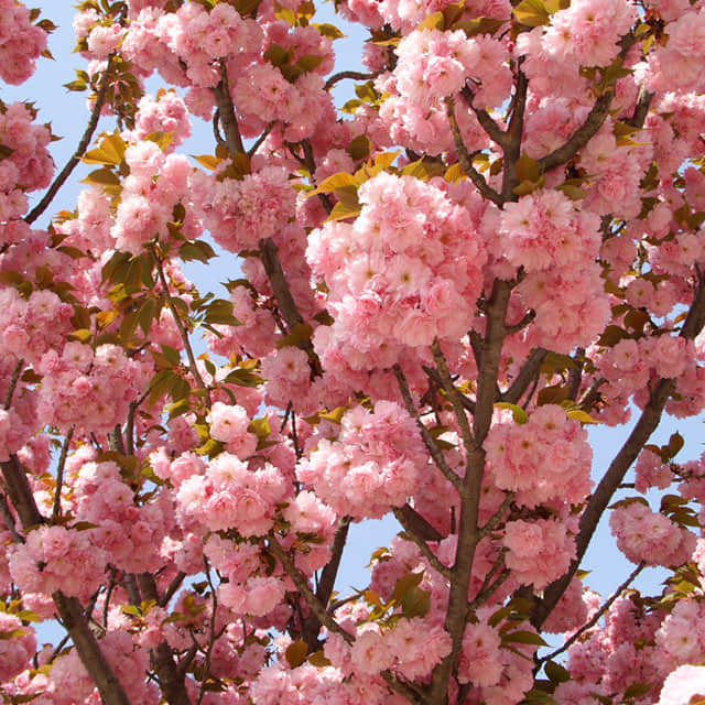 Prunus subhirtella
