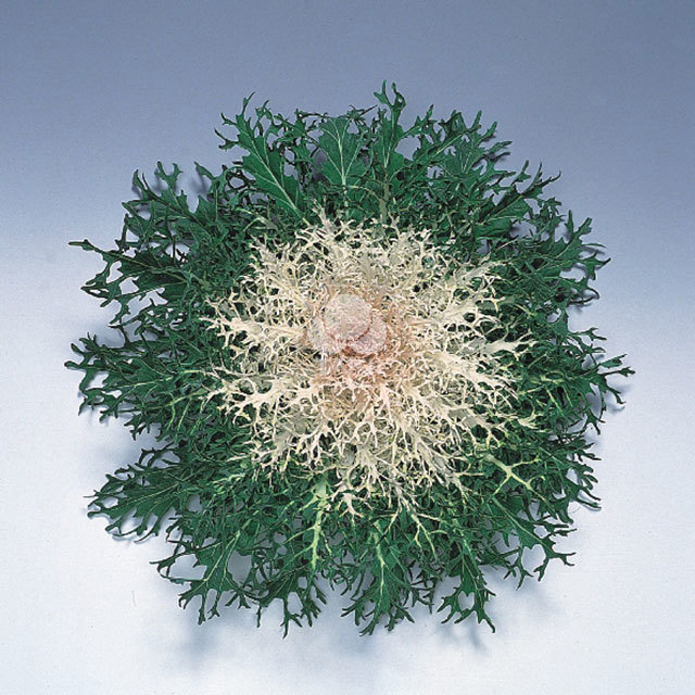 Brassica Peacock F1 Feather White