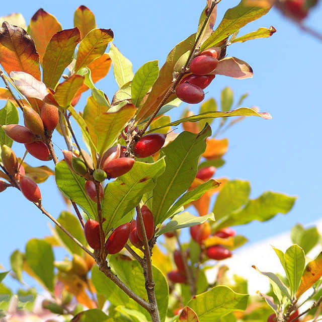 Synsepalum dulcificum