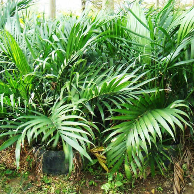 Howea forsteriana