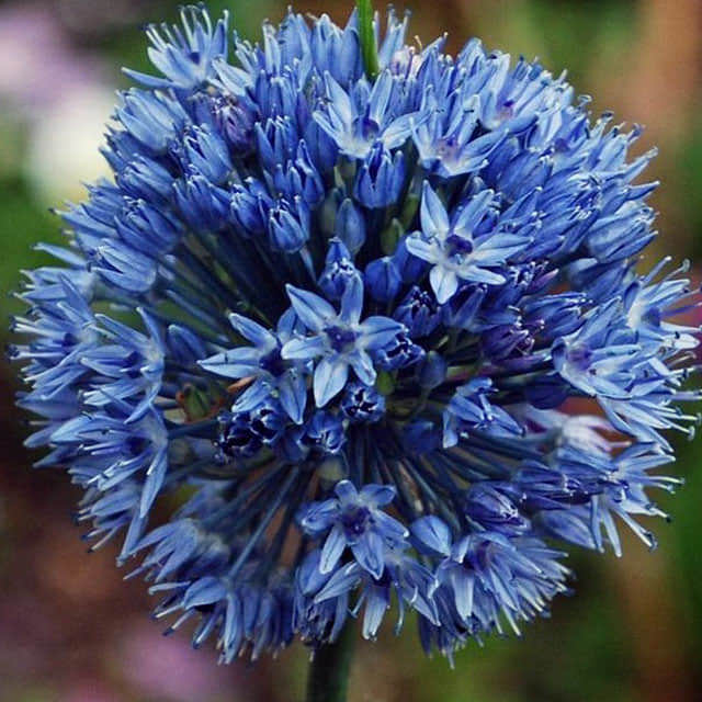 Allium caeruleum Azure