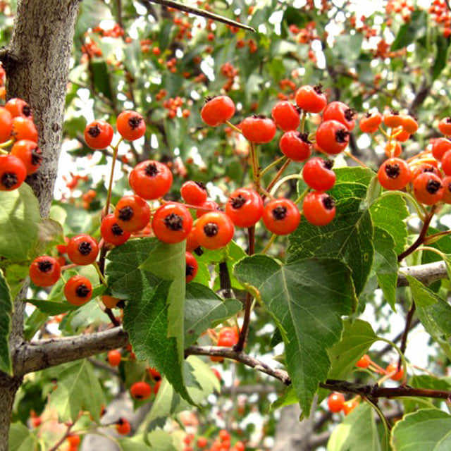 Crataegus phaenopyrum